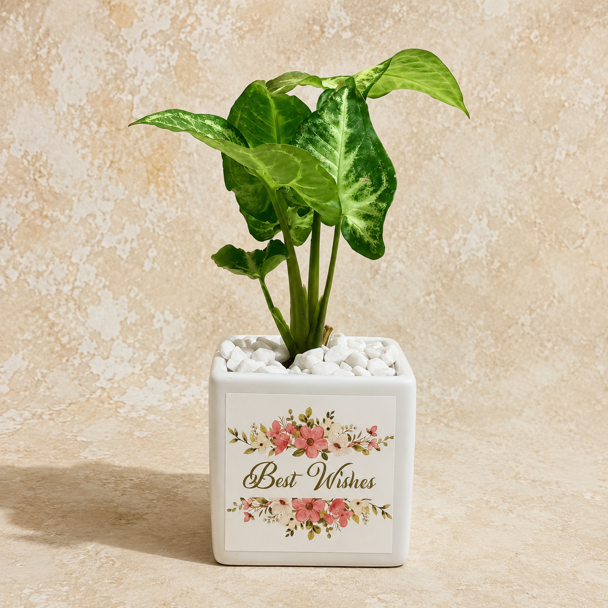 Shubhkamnayien customized eco plant gift bouquet