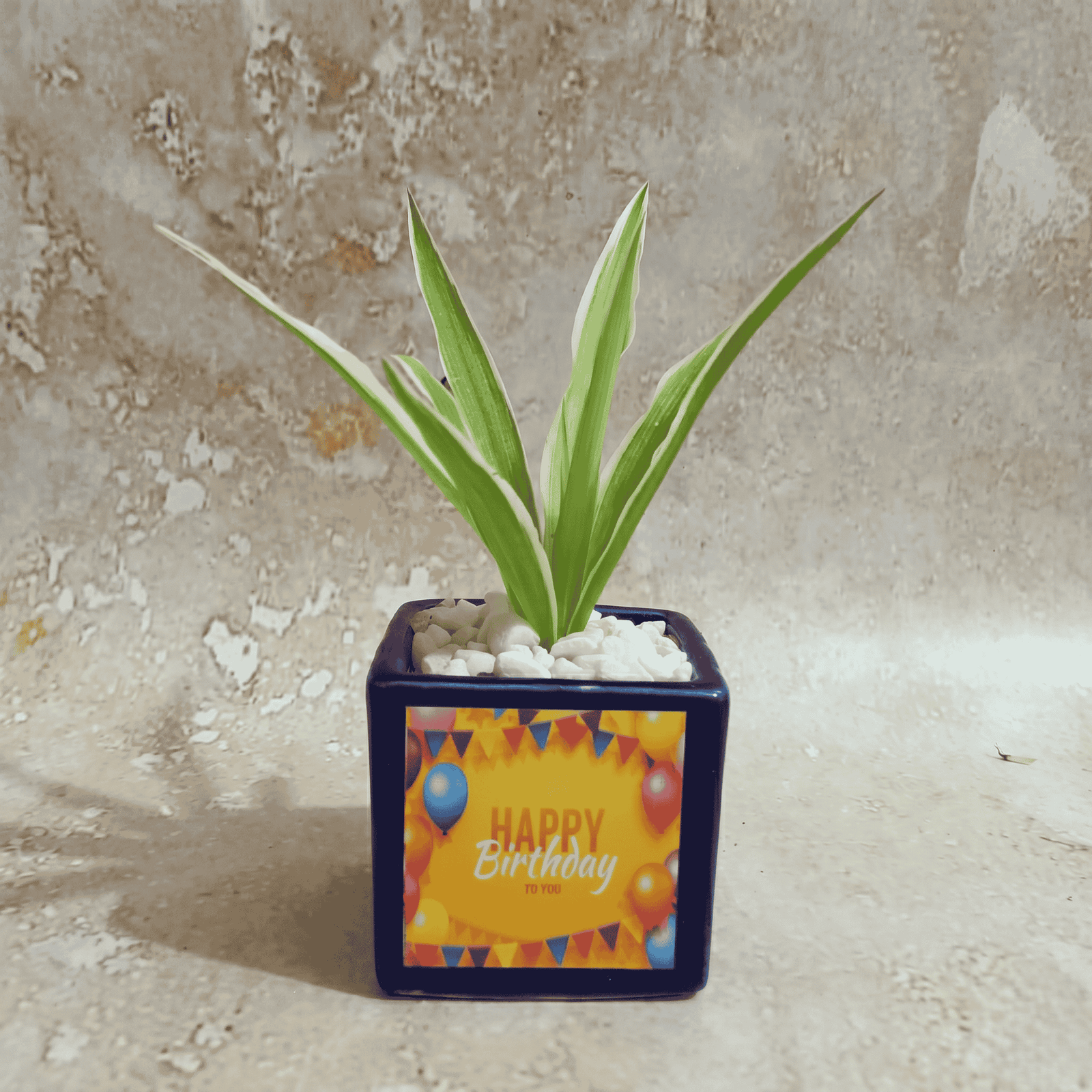 Eco plant gift with digital QR card by Shubhkamnayien