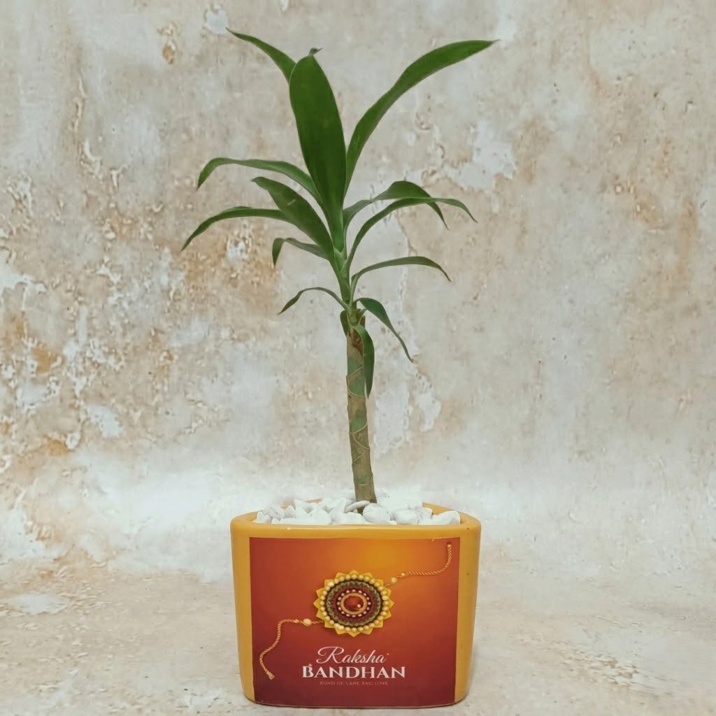Sustainable plant bouquet gift for friends and family